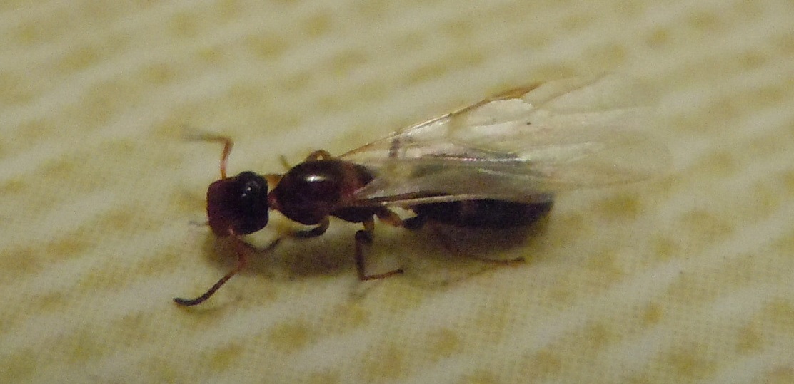 Camponotus truncatus?  S